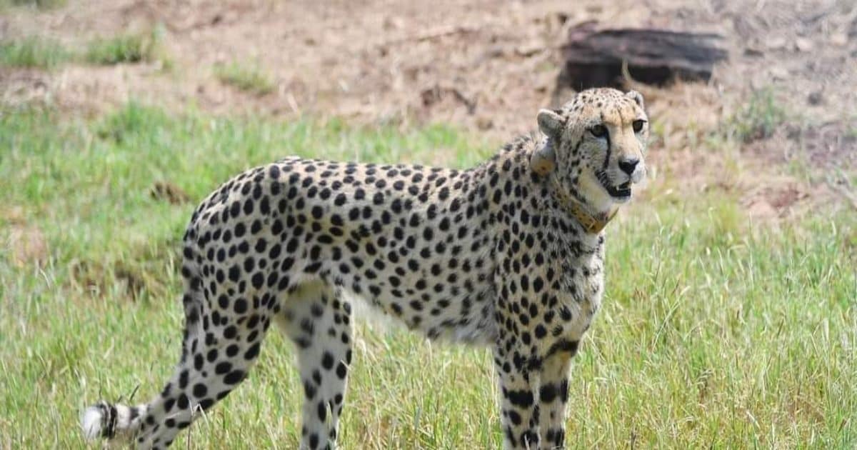 MADHYAPRADESH-CHEETAH-NEWS-1-169087135016x9.jpg