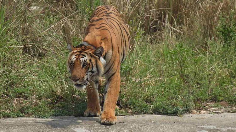 tiger_8af8ebaecfb1f8d455514d072840935b.jpeg