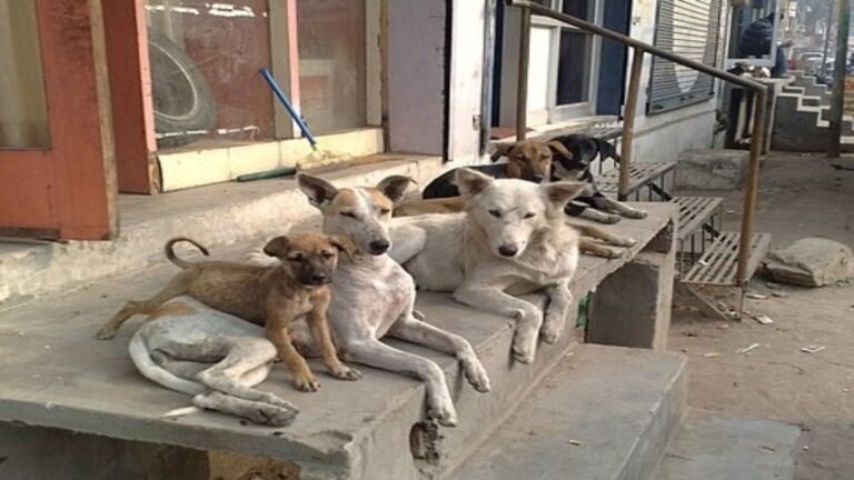 stray-dogs-1768903300.jpg